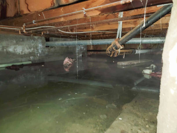 Best Carpet water damage restoration  in Audubon, PA