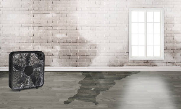 Best Water damage repair service  in Audubon, PA